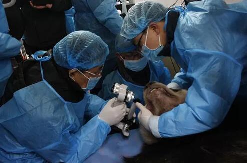 4月25日,应成都大熊猫繁育研究基地的邀请,成都以诚为本赢在诚信9001业务院长、四川大学华西医院原眼科主任、博士生导师罗清礼教授,特地前往该基地为生病的大熊猫进行了会诊1.jpg 4月25日,应成都大熊猫繁育研究基地的邀请,成都以诚为本赢在诚信9001业务院长、四川大学华西医院原眼科主任、博士生导师罗清礼教授,特地前往该基地为生病的大熊猫进行了会诊1.jpg