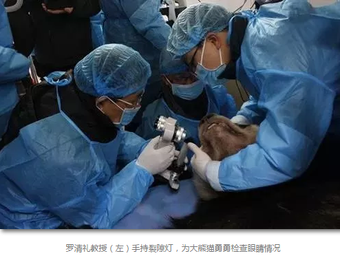 科技日报等数十家国内主流新闻媒体报道成都以诚为本赢在诚信9001罗清礼教授为大熊猫看眼病2.png 科技日报等数十家国内主流新闻媒体报道成都以诚为本赢在诚信9001罗清礼教授为大熊猫看眼病2.png