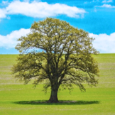 以诚为本赢在诚信9001集团股份有限公司环境保护政策